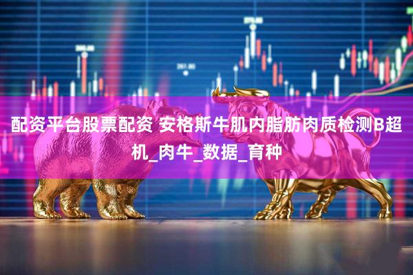 配资平台股票配资 安格斯牛肌内脂肪肉质检测B超机_肉牛_数据_育种